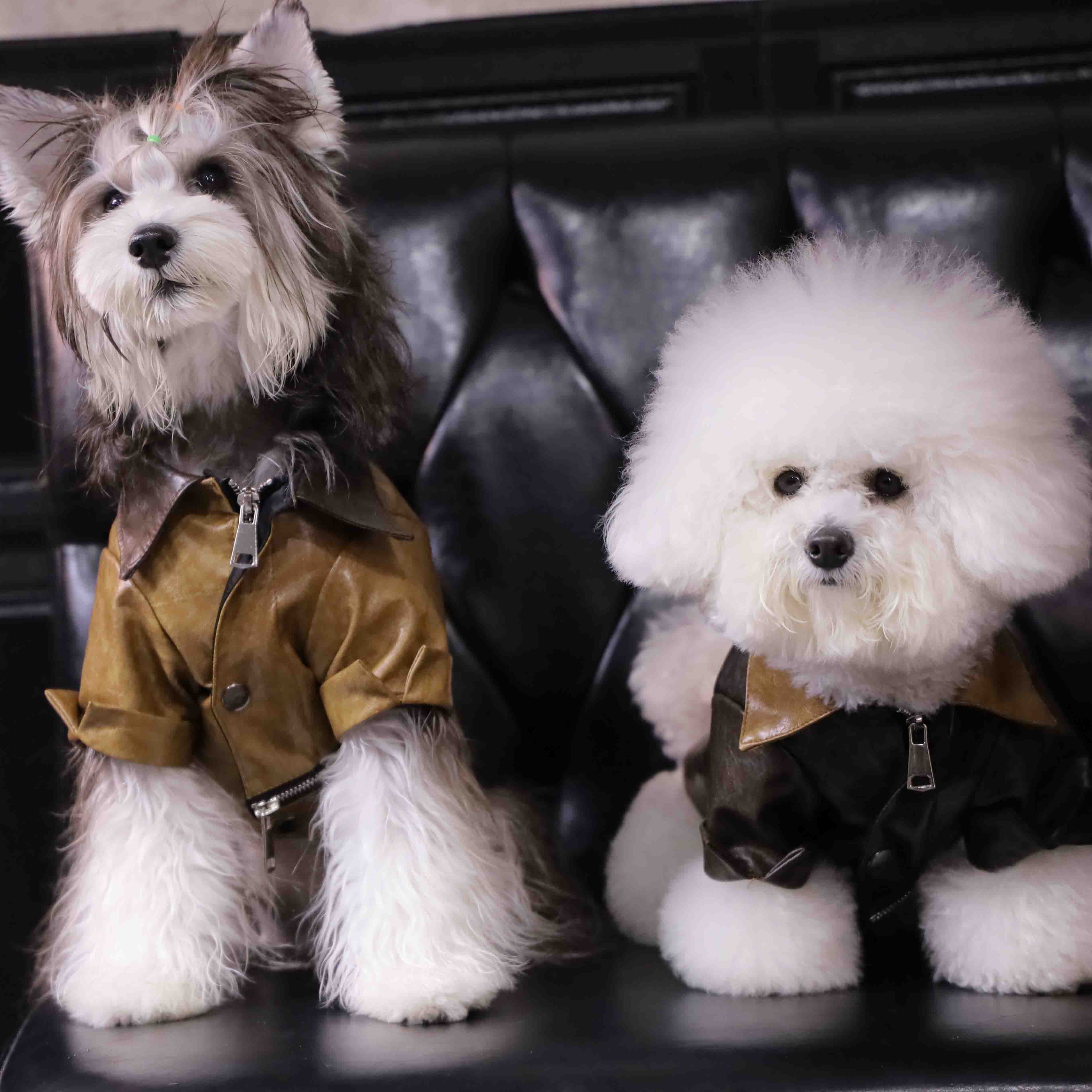 PawsCube - ๐พ Luxury Custom Leather Jackets for Dogs and Cats | Waterproof Pet Fashion Clothing